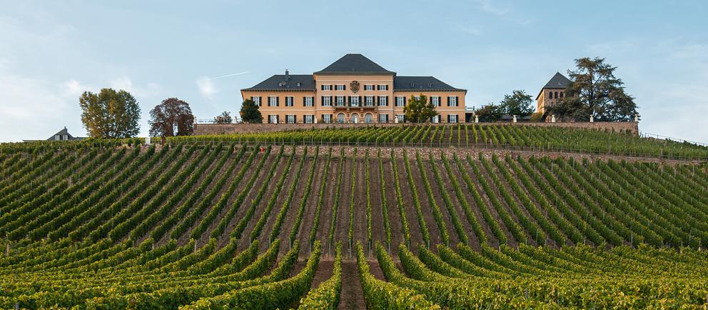 Ansicht Schloss Johannisberg mit Weinbergen im Vordergrund
